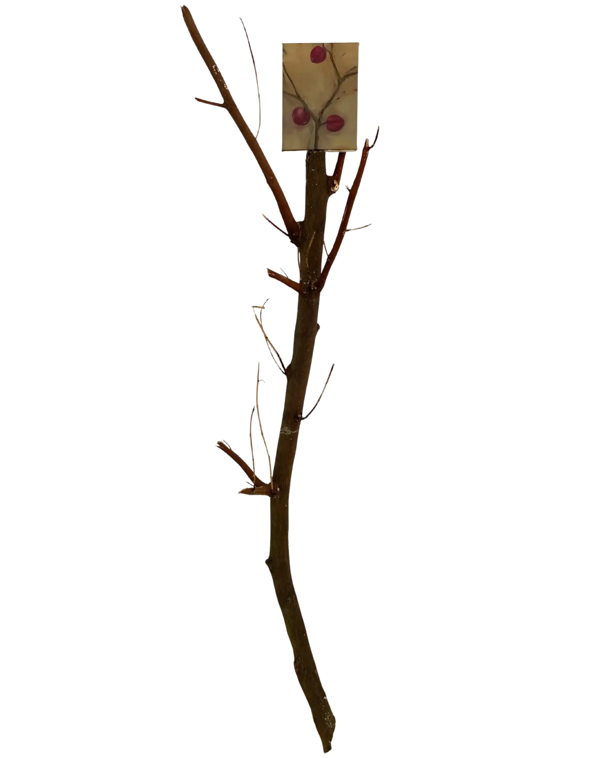 Open Studio: Wisnu Auri “Apotek Hidup”